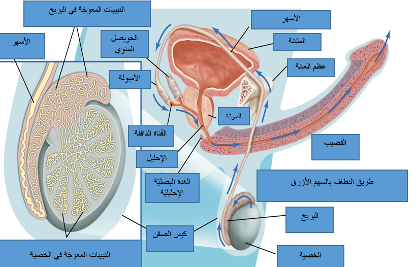 تشريح الجهاز التناسلي الذكري و طريقة تأخير القذف الصحيحة علمياً شرح مدعم بالصور