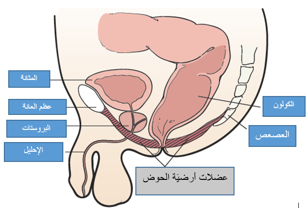 صورة توضيحيَة لعضلات أرضيَة الحوض