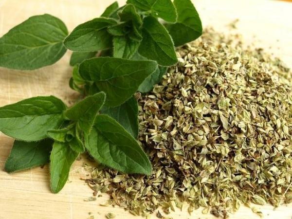 عشبة الأوريغانو لـ تخسيس البطن والارداف