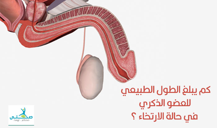 كم هو الطول الطبيعي للعضو الذكري في حالة الارتخاء ؟