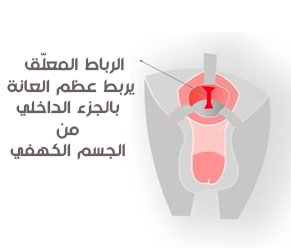  الرباط المعلّق