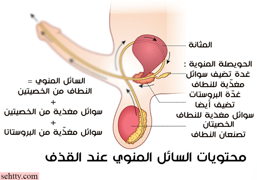 كيف يحدث القذف ؟