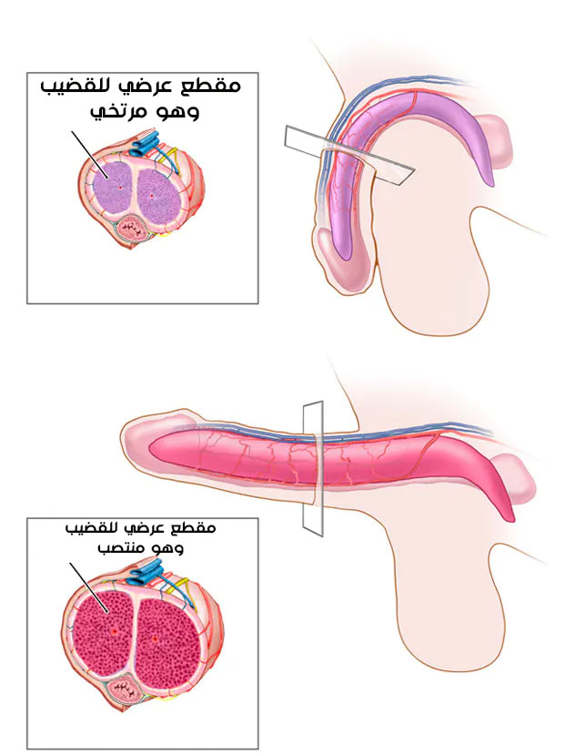 صورة تشريحية للعضو الذكري